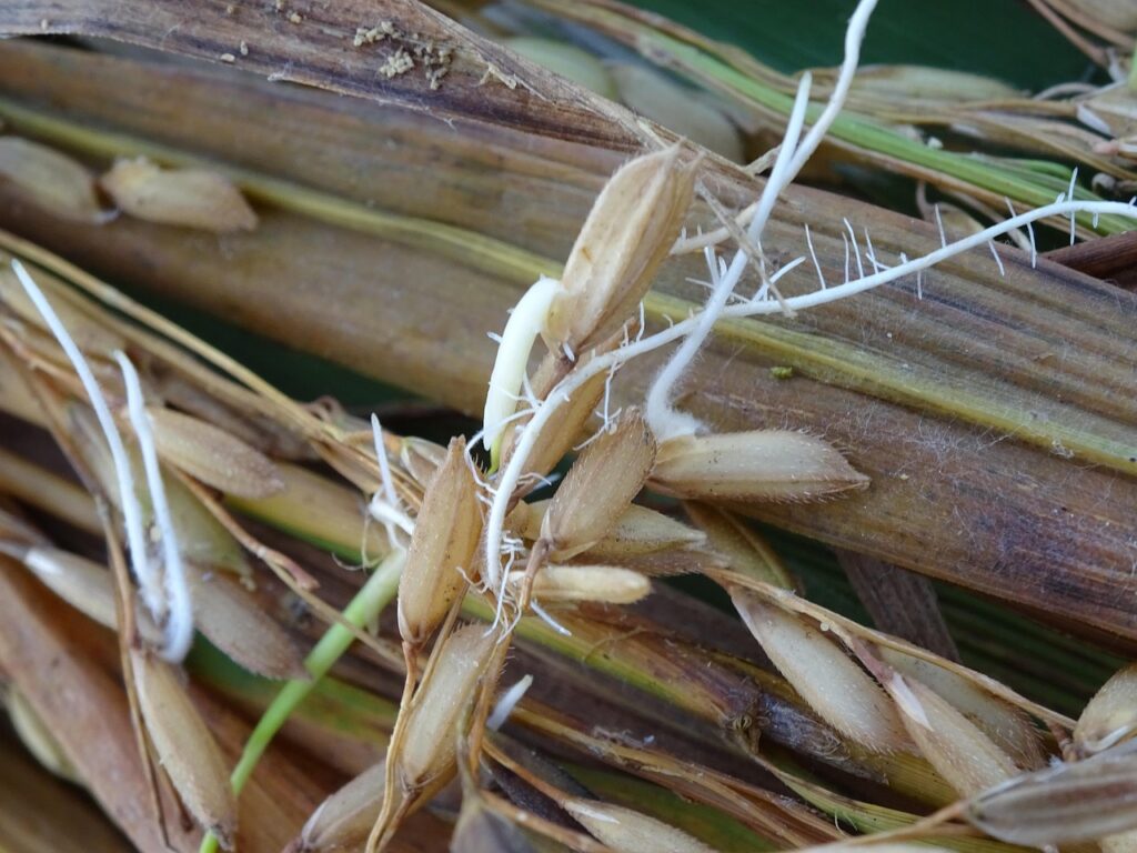 低糖質ミールキットで楽しむ発芽玄米の健康レシピは？