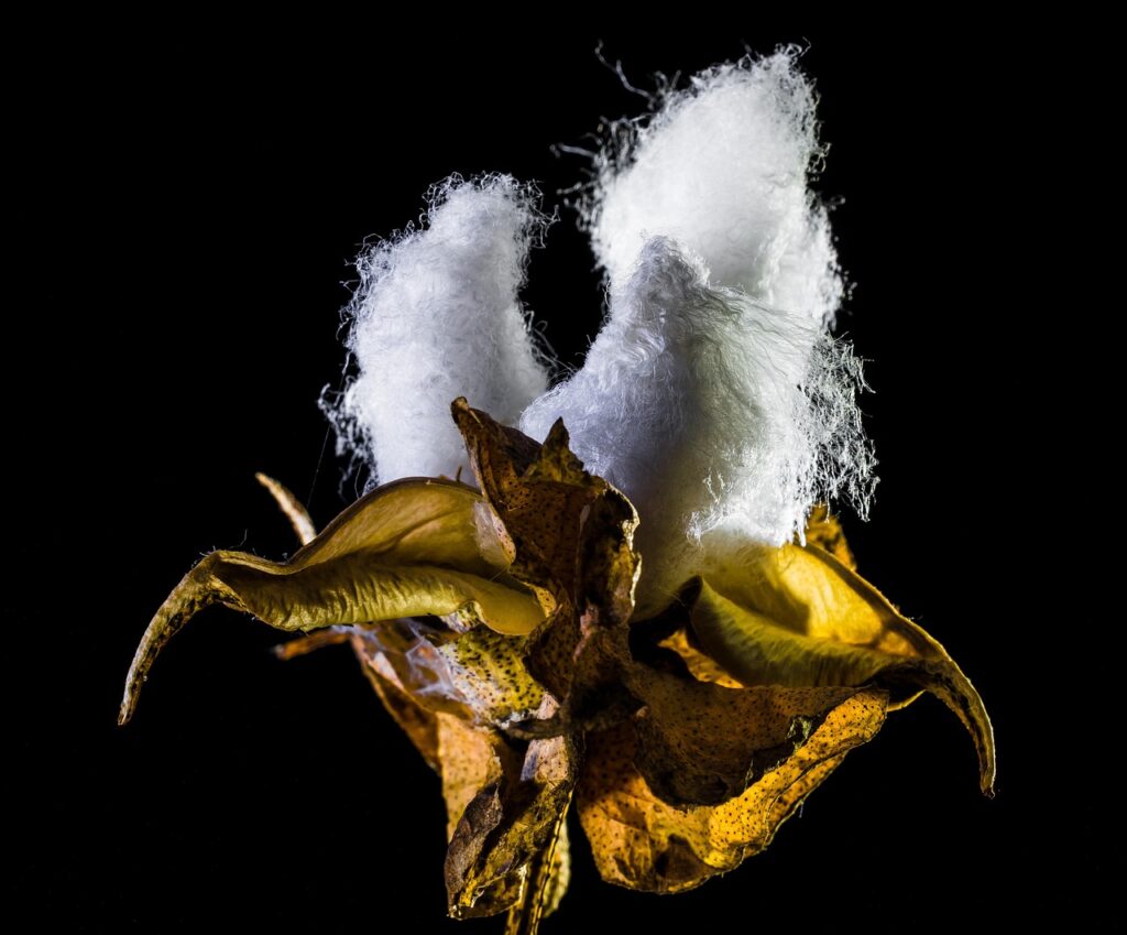 低糖質ミールキットで楽しむ低GI麺の魅力とは？