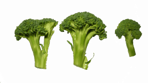 低糖質ミールキットで食物繊維5gを摂取するメリットは？