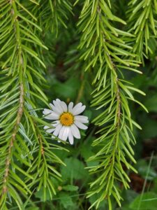 リバウンドしにくいダイエット方法は何ですか？