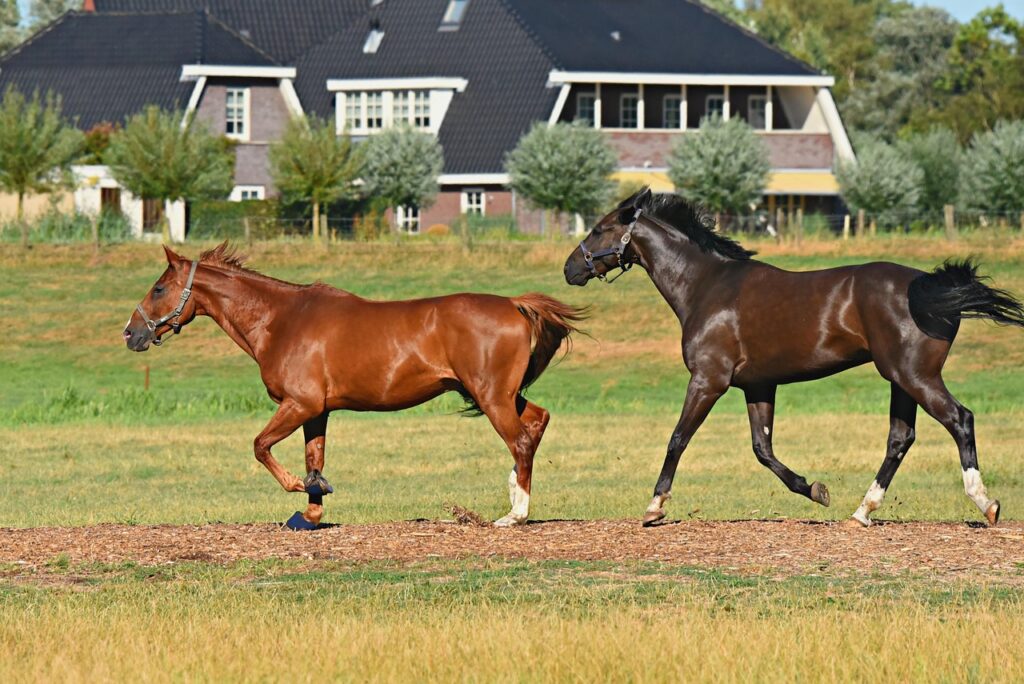 低糖生活を続けるためのコツは何ですか？