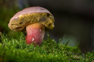 食べ痩せ保証は本当にある？低糖キット便は定期縛りなしで試せるのか？